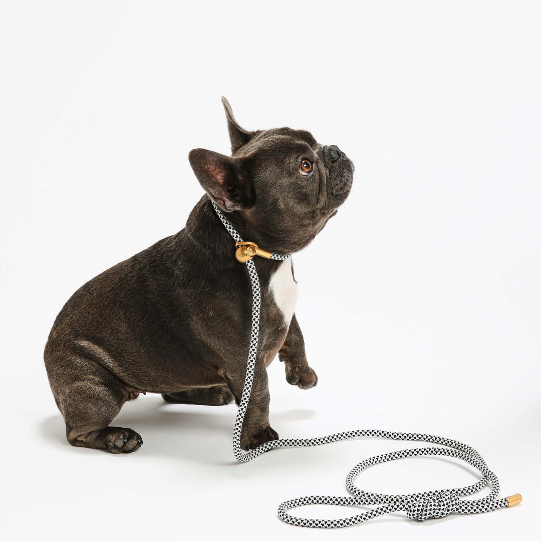 pet product design including dog leashes collars and accessories